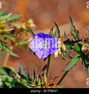 Geranium pratense " Purple Haze' Foto Stock