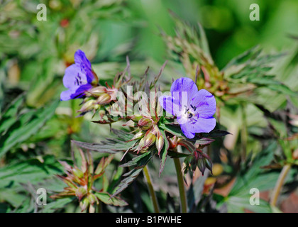 Geranium pratense " Purple Haze' Foto Stock