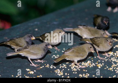 Nero-di fronte Grassquit Tiaris bicolor adulti mangiare semi dalla tabella Rocklands Montego Bay in Giamaica Gennaio 2005 Foto Stock