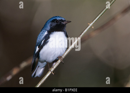 Nero-throated Blue Trillo Dendroica maschio caerulescens Rocklands Montego Bay in Giamaica Gennaio 2005 Foto Stock