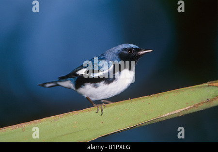 Nero-throated Blue Trillo Dendroica maschio caerulescens Rocklands Montego Bay in Giamaica Gennaio 2005 Foto Stock