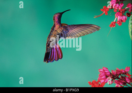 Il giamaicano Mango Hummingbird Anthracothorax mango alimentazione per adulti sul cuore di spurgo Vine Rocklands Montego Bay Foto Stock