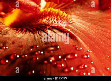 Gocce di acqua sui petali di iris macro micro close-up natura flora naturale di piante floreali petali pistillo cremisi botanico Foto Stock