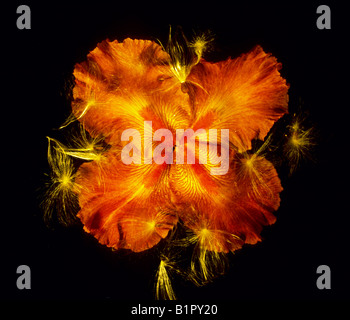 Petali di iris e semi milkweed disposizione composizione fiore di quattro petali natura flora naturale floreale rugiada botanico tagliare Foto Stock