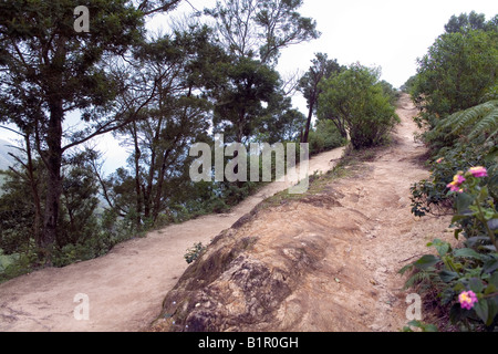 Strada sterrata con una coulisse di boccole spesso conduce alla piattaforma di visualizzazione alla stazione superiore della carreggiata massima elevazione in India del Sud Foto Stock