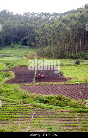 Operazioni meccanizzate in un campo nei pressi di piantagione di querce di argento più preferito shade tree specie in Munnar piantagioni di tè Foto Stock