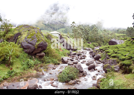 Ruscello di montagna cascades fuori Misty Hills dopo i monsoni piogge torrenziali e corre attraverso lussureggianti campi di Munnar Kerala Foto Stock