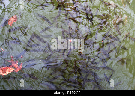 Una comunità di pesci che nuotano sotto la superficie dell'acqua Foto Stock