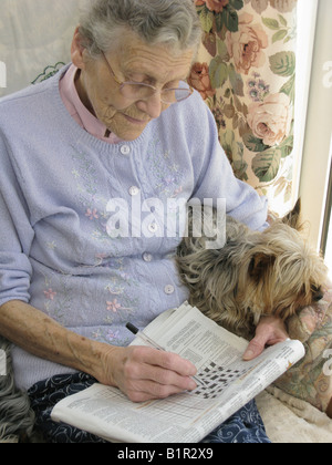 Donna anziana facendo un cruciverba usando il suo cervello per mantenerlo attivo con il suo animale domestico Yorkshire terrier cane per compagnia Foto Stock