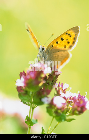 Piccolo rame ( a farfalla Lycaena phlaeas) su maggiorana Foto Stock