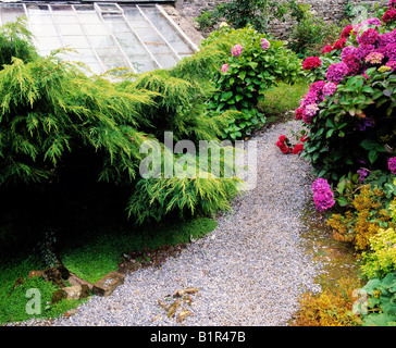 Juniper & Hydrangea, foresta di Berkeley, Co Wexford, Irlanda Foto Stock