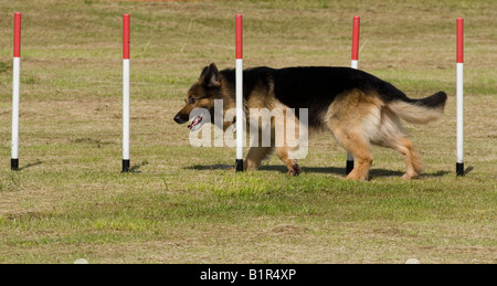 Pastore Tedesco cane (alsaziano) Foto Stock