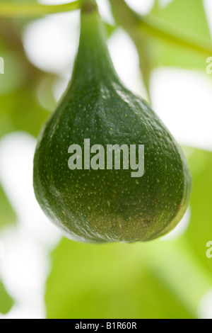 Green fig la maturazione sul ramo di close-up Foto Stock