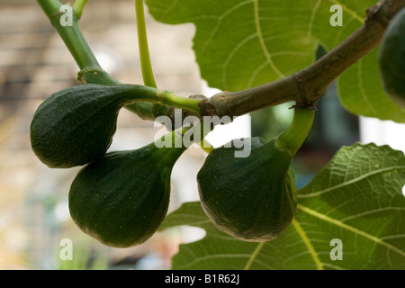 Tre fichi verdi sulla maturazione fig tree branch Foto Stock