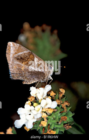 Scrub Lantana Hairstreak Strymon bazochii Nuevo Leon Monterrey Messico 2 novembre adulto Lycaenidae Theclinae Foto Stock