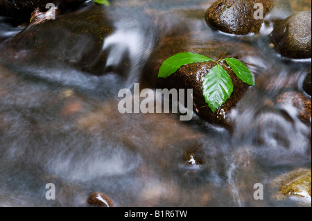 Foglie di faggio su pietre in un fiume scozzese. Cawdor boschi, Nairnshire, Scozia Foto Stock