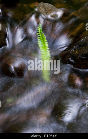 Bracken anta su pietre in un fiume scozzese. Cawdor boschi, Nairnshire, Scozia Foto Stock