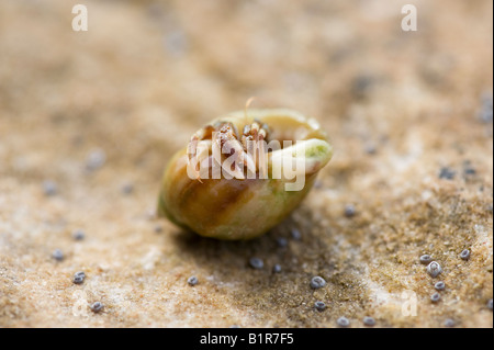 Il granchio eremita su una roccia costiere. Scozia Foto Stock