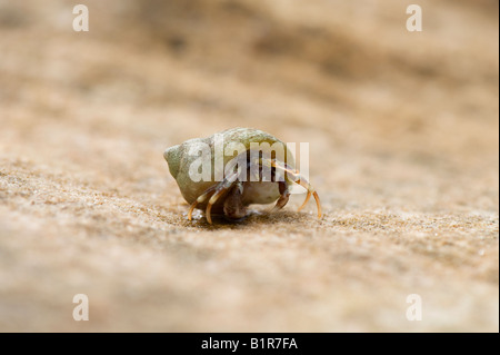 Il granchio eremita su una roccia costiere. Scozia Foto Stock