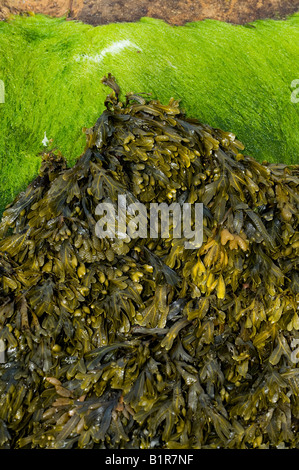 Il Fucus vesiculosus. Fucus alga pattern Foto Stock