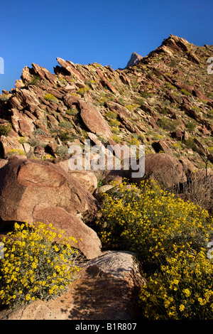 Brittlebush Encelia farinosa fiori selvatici in Borrego Palm Canyon Anza Borrego Desert State Park California Foto Stock