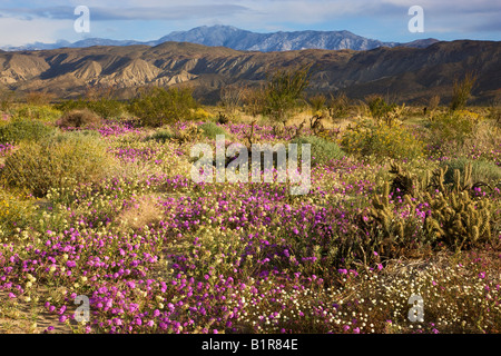 Fiori Selvatici in Henderson Canyon Anza Borrego Desert State Park California Foto Stock