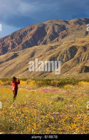 Un visitatore godendo i fiori selvatici in Coyote Canyon compresi Desert Gold Anza Borrego Desert State Park California Foto Stock