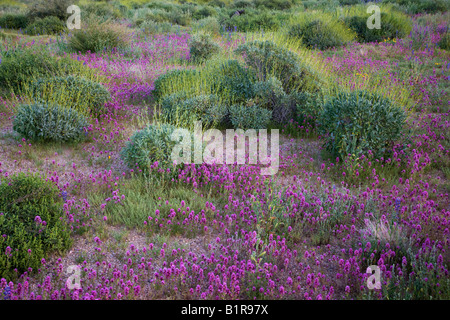 Il Gufo viola s deserto di trifoglio fiori selvatici nel Parco Regionale delle Montagne di McDowell vicino alla fontana colline al di fuori di Phoenix in Arizona Foto Stock