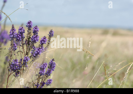 Echium Vulgare cresce su Littlestone Pebble Beach in Kent, Inghilterra Foto Stock