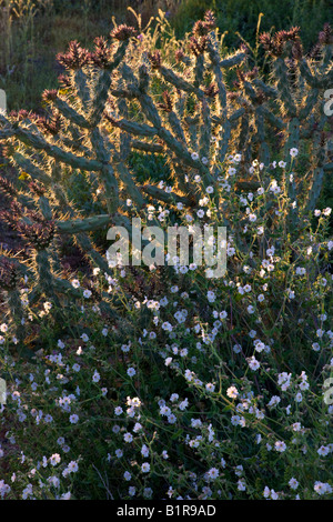 Deserto wishbone bush fiori selvatici nel Parco Regionale delle Montagne di McDowell vicino alla fontana colline al di fuori di Phoenix in Arizona Foto Stock