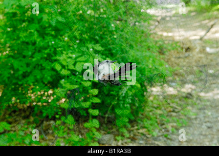 Aviaria, bird, la ricerca utilizzando "ist netto " per la cattura e lo studio singbirds Foto Stock