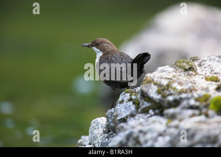 Dipper Cinclus cinclus appollaiato sulla roccia con il cibo nel becco a Mull, Scozia in maggio. Foto Stock