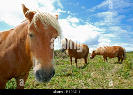 Pony shetland pascolano sulla brughiera vicino portreath in Cornovaglia,Inghilterra Foto Stock