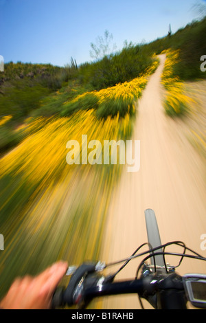 Mountain bike tra i fiori selvatici nel Parco Regionale delle Montagne di McDowell vicino alla fontana colline al di fuori di Phoenix in Arizona Foto Stock