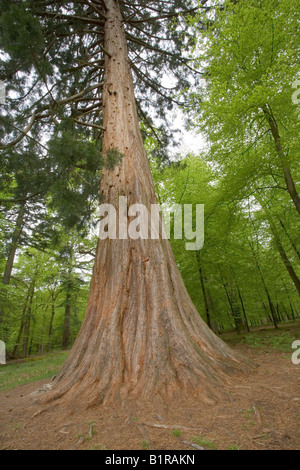 Una Sequoia gigante albero che cresce nella foresta di nuovo REGNO UNITO Foto Stock