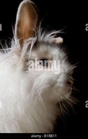 Il Royal di Lionhead rabbit Foto Stock