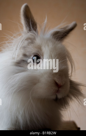 Il Royal di Lionhead rabbit Foto Stock