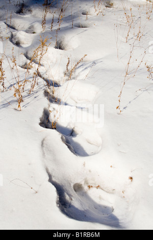 Human Orme nella neve profonda Foto Stock