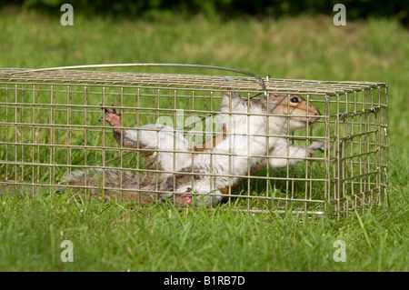 Scoiattolo grigio catturati in una crudele trappola scoiattolo Sciurus carolinensis Surrey UK Foto Stock