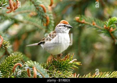 Chipping Sparrow arroccato nella struttura ad albero di abete rosso Foto Stock