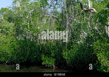 Red mangrovie Rhizophora mangle radici di caduta Foto Stock