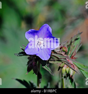 Geranium pratense " Purple Haze' Foto Stock