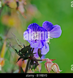 Geranium pratense " Purple Haze' Foto Stock