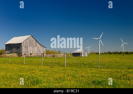 Tarassaco e fatiscenti granaio di Ferndale Wind Farm Bruce Peninsula Ontario Foto Stock