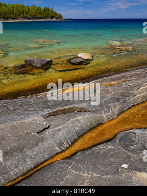 Orange alghe nelle pozzanghere sul calcare riva del piccolo cove Bruce Peninsula Georgian Bay Ontario Foto Stock