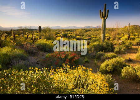 Fiori selvaggi e cactus a McDowell montagna Parco Regionale vicino alla fontana colline al di fuori di Phoenix in Arizona Foto Stock