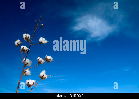 Capsule di cotone mature sul ramo contro il cielo blu con cirrus cloud Foto Stock