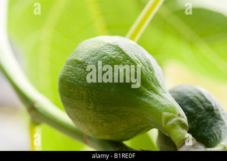 Green fig la maturazione sul ramo di close-up Foto Stock