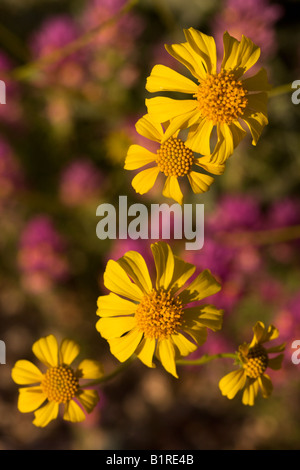 Fiori Selvatici compresi il gufo Viola s Clover nel Parco Regionale delle Montagne di McDowell vicino alla fontana colline al di fuori di Phoenix in Arizona Foto Stock