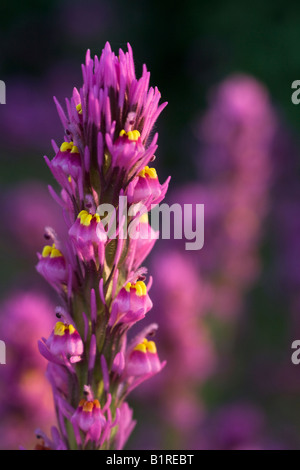 Il Gufo viola s Clover Castilleja exserta nel Parco Regionale delle Montagne di McDowell vicino alla fontana colline al di fuori di Phoenix in Arizona Foto Stock